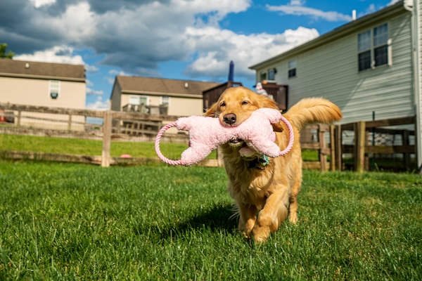 Haystackerz - Premium Rope and Plush Dog Toys by Growl