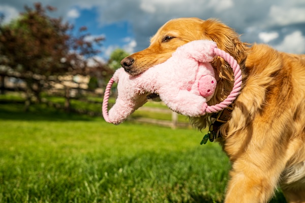 Haystackerz - Premium Rope and Plush Dog Toys by Growl